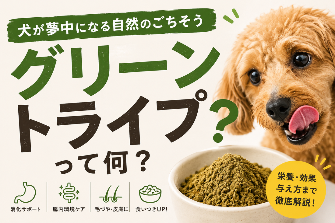 グリーントライプとは？犬が夢中になる理由と効果・メリットをわかりやすく解説