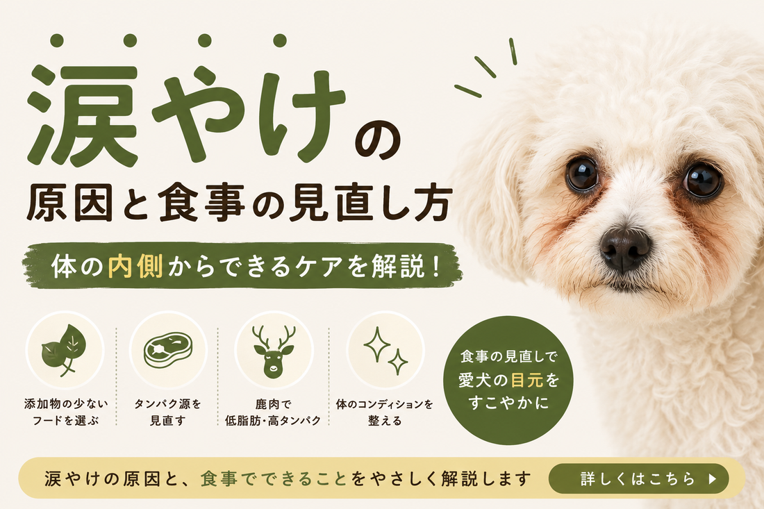 犬の涙やけと食事の関係｜原因とフード・トッピングの見直し方をやさしく解説