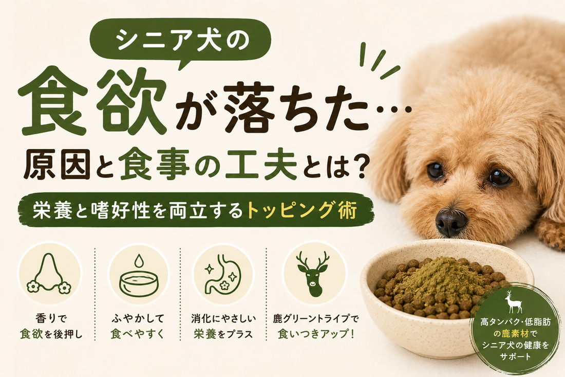 シニア犬の食欲が落ちたら｜栄養と嗜好性を両立するトッピングのすすめ