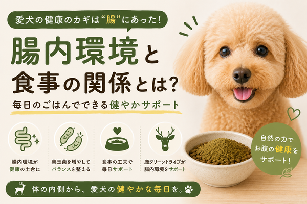 犬の腸内環境を整える食事｜善玉菌とトッピングのすすめ
