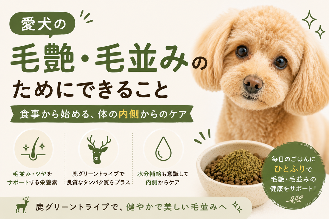 犬の毛艶・毛並みを整える食事｜栄養とトッピング