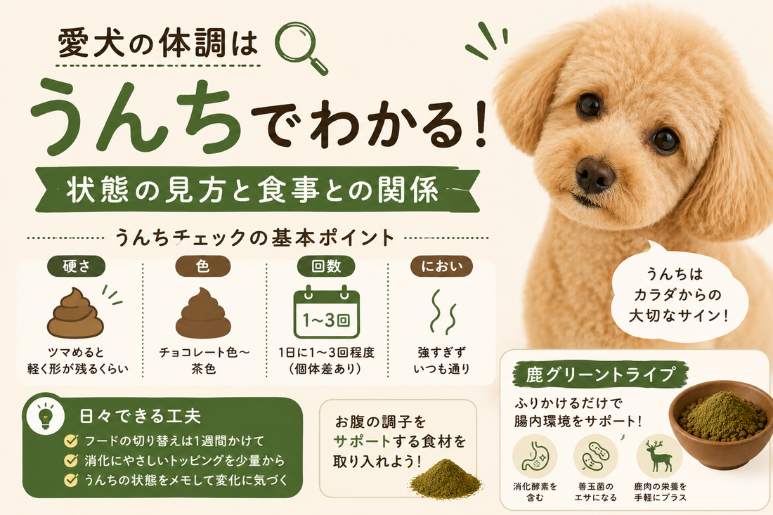 犬のうんちでわかる健康チェック｜状態の見方と食事