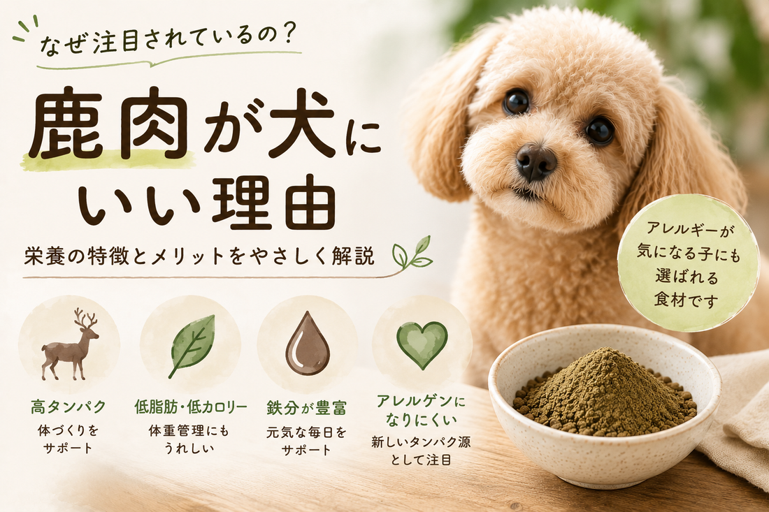 鹿肉が犬にいい理由｜低脂肪・高タンパクでアレルギー対策にも注目される素材
